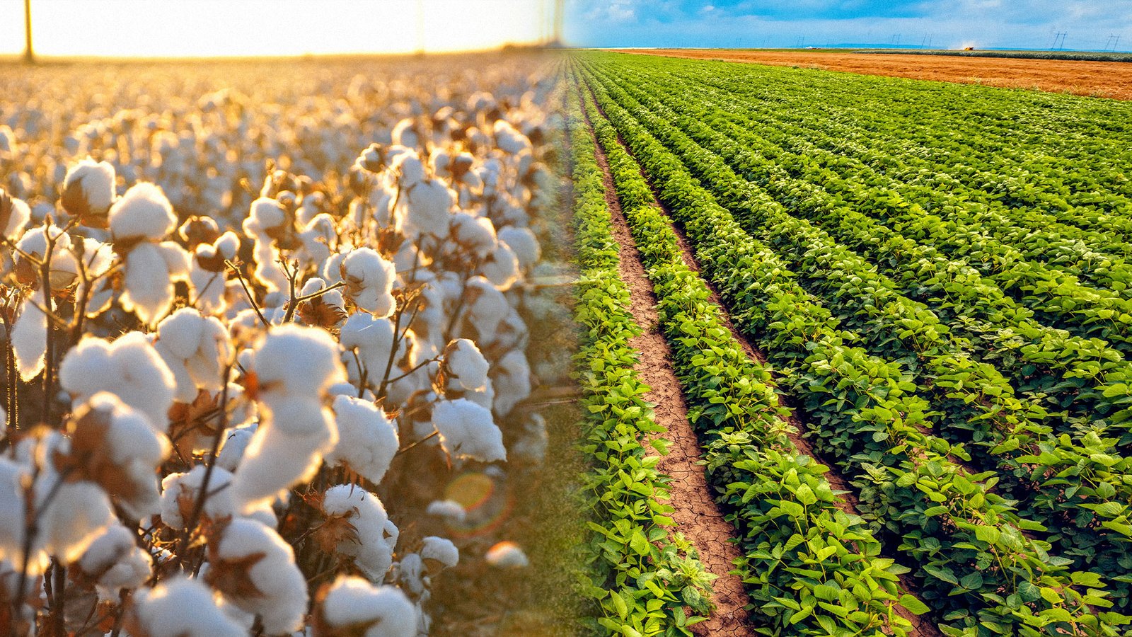 Atuação da APROSOJA, ABRAPA E ABRASS como terceiros interessados na aquisição da Monsanto pela Bayer